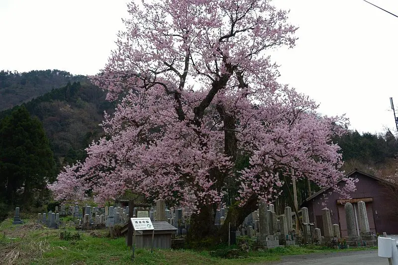 清水の桜1