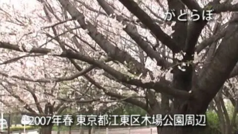 桜吹雪の映像